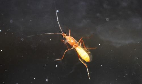 Réf. 340 542 : Aleiodes sp.